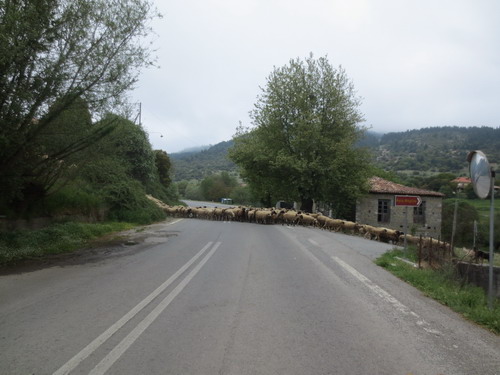 Ovce na cestě - bez jakéhokoli upozornění je psi vehnali do vozovky
