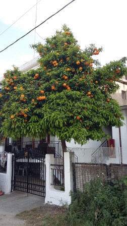 My máme doma třešně, v Řecku mají pomeranče..jpg