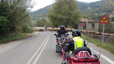 V Rumunsku krávy, v Řecku ovce..jpg